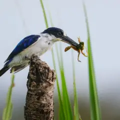 Blauwe ijsvogel met kikker in bek, zittend op een tak. Een momentopname, vastgelegd met een ibis camera.