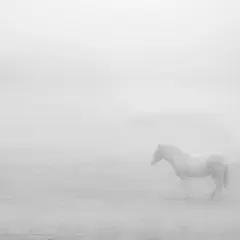 Een wit paard staat in de mist, een serene scène in high key fotografie.