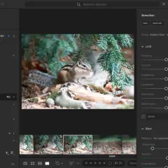 Chipmunk in bos, bewerkt met bekende software voor het bewerken van foto's. De interface toont bewerkingsopties zoals belichting en kleur.
