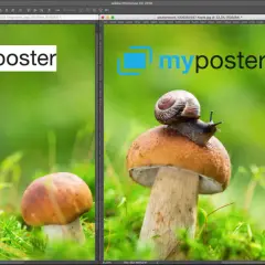 Twee afbeeldingen van paddenstoelen met een slak, links met een logo, rechts met een logo en een slak. Een voorbeeld van hoe je een watermerk toevoegen lightroom.