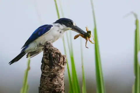Blauwe ijsvogel met kikker in bek, zittend op een tak. Een momentopname, vastgelegd met een ibis camera.