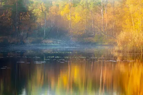 Mooie herfst fotos van een bos met gele en oranje bladeren, weerspiegeld in het rustige water.