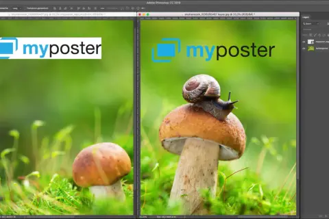 Twee afbeeldingen van paddenstoelen met een slak, links met een logo, rechts met een logo en een slak. Een voorbeeld van hoe je een watermerk toevoegen lightroom.