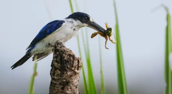 Blauwe ijsvogel met kikker in bek, zittend op een tak. Een momentopname, vastgelegd met een ibis camera.
