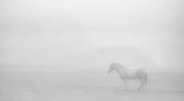 Een wit paard staat in de mist, een serene scène in high key fotografie.