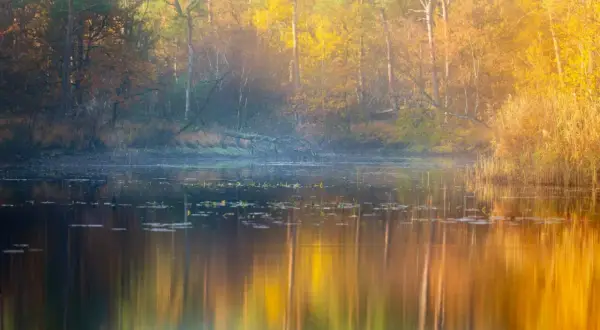 Mooie herfst fotos van een bos met gele en oranje bladeren, weerspiegeld in het rustige water.