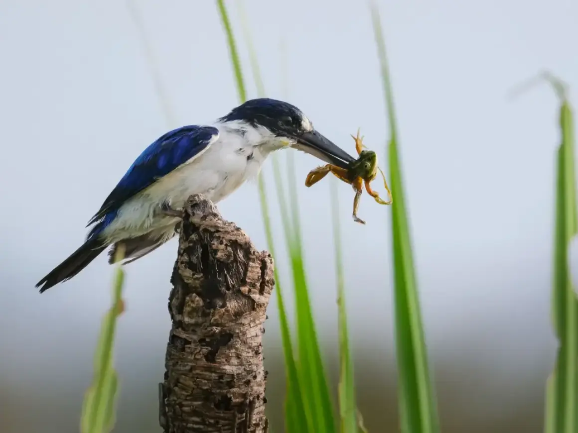 Blauwe ijsvogel met kikker in bek, zittend op een tak. Een momentopname, vastgelegd met een ibis camera.