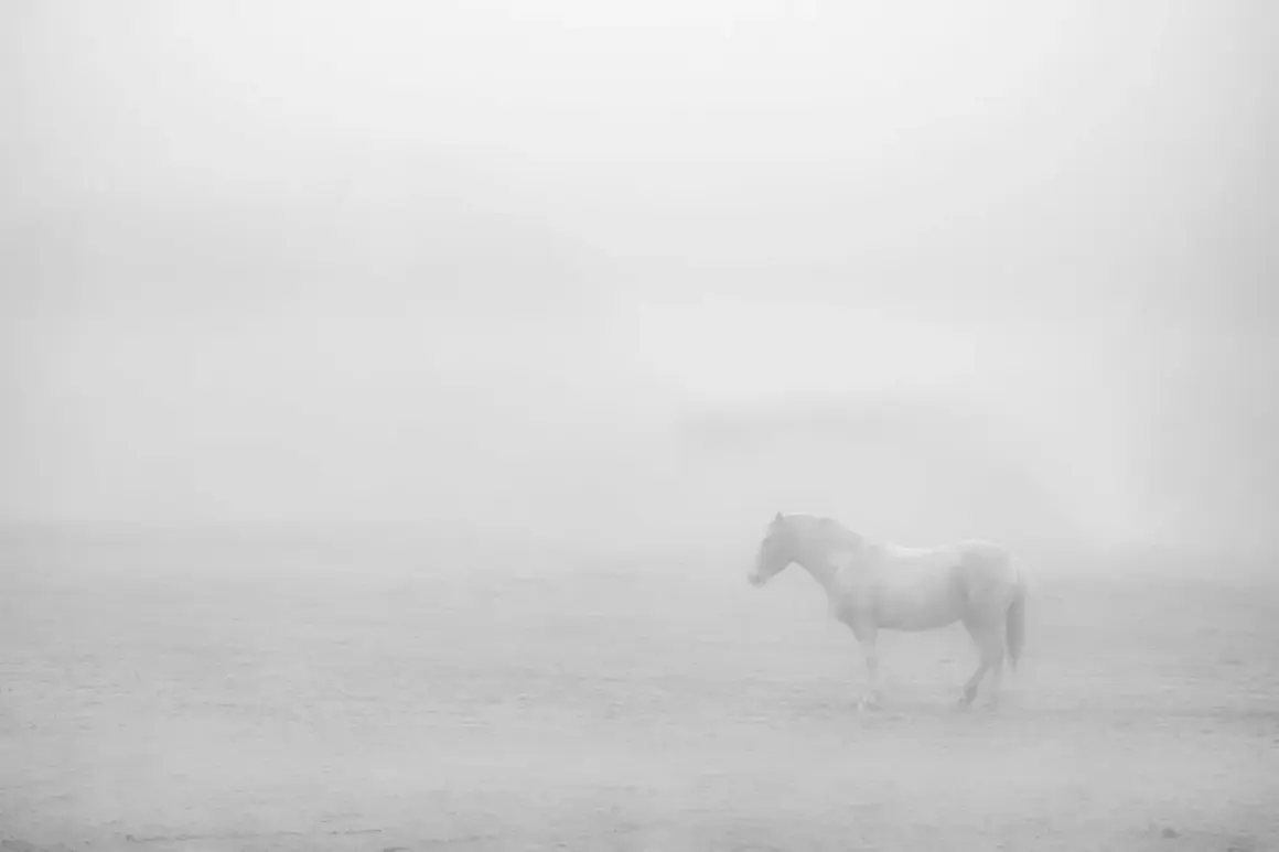 Een wit paard staat in de mist, een serene scène in high key fotografie.
