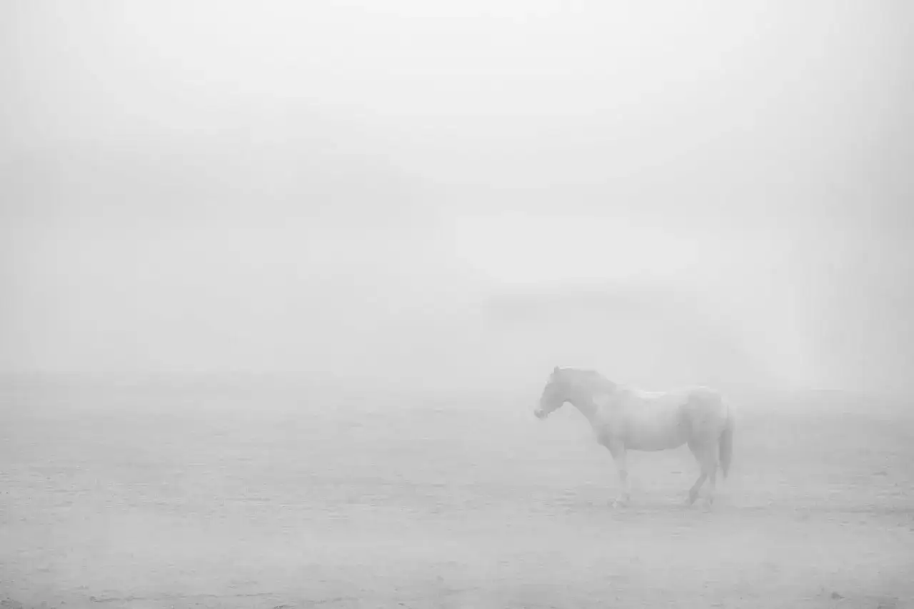 Een wit paard staat in de mist. De sfeer is sereen en dromerig, kenmerkend voor high key fotografie.