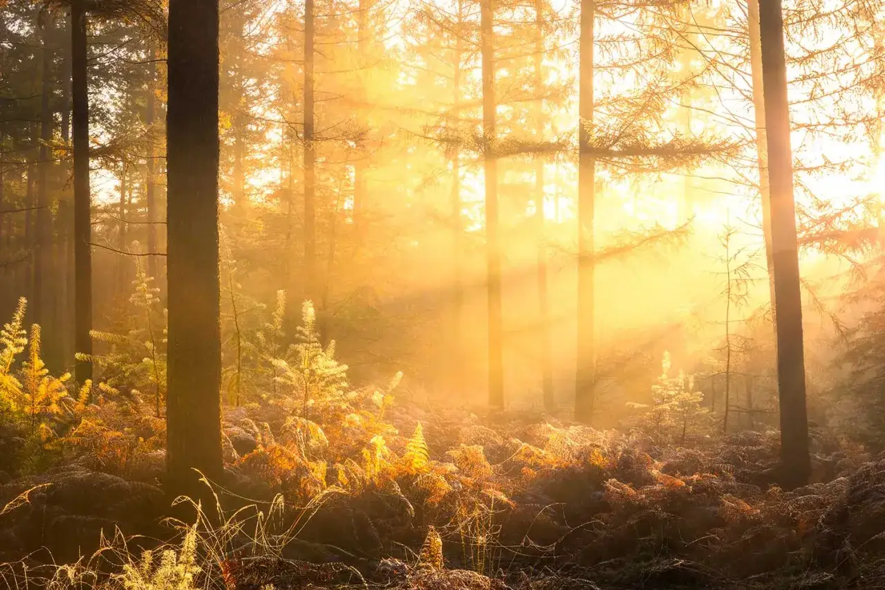 Zonnestralen filteren door de bomen in een bos, verlichten de herfstkleuren van varens en jonge boompjes. Een magisch tafereel van herfst fotos.